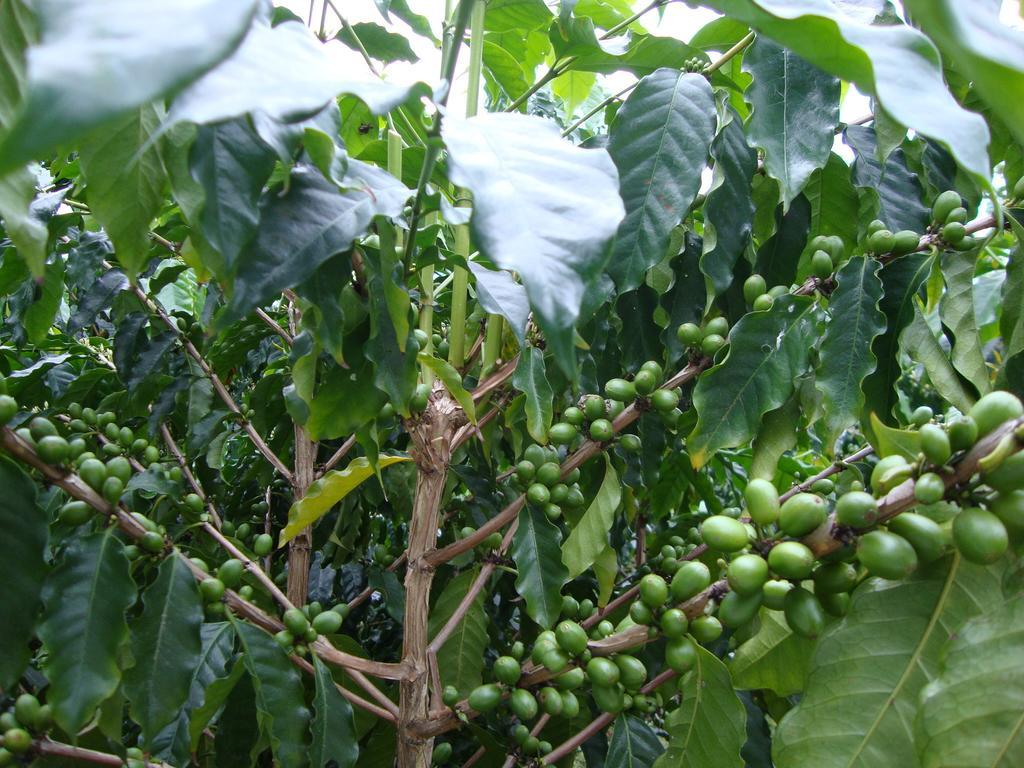 Taroko Sialin Coffee Farm Homestay Xiulin Exterior photo